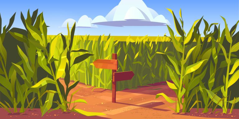 Green Maize Plants and Sandy Road Between Corn Fields