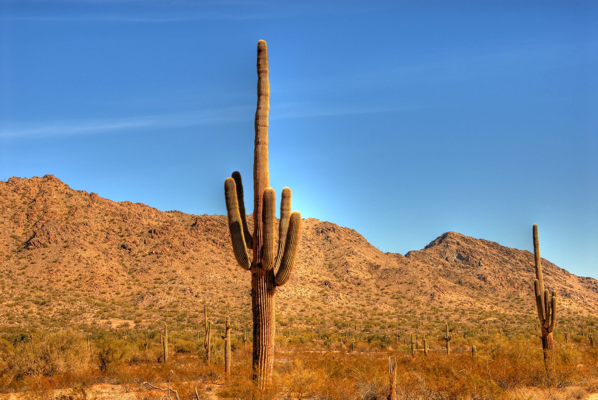 Saguaro Cactus in a Desert